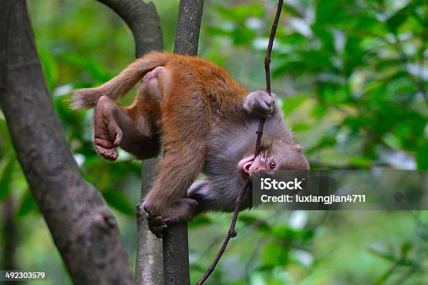 Young Monkey Is Playing 01 Stock Photo - Download Image Now - Animal, Animals In The Wild, Color Image