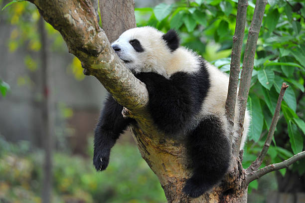 jeune panda dormir dans tree - panda outdoors horizontal chengdu photos et images de collection