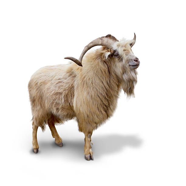 Wild mountain goat Isolated over white background stock photo