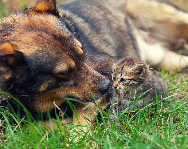 big cão cuidar de little filhote de gato - defenseless - fotografias e filmes do acervo