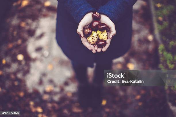 Woman Hands Full With Chestnuts Stock Photo - Download Image Now - 20-29 Years, 2015, 30-39 Years