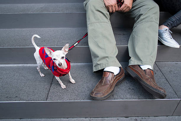 istock Chihuahua_dog 492309594