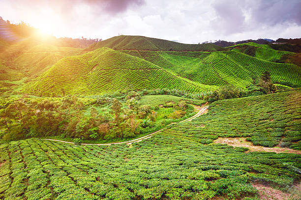 istock Tea plantation in Malaysia 492309838