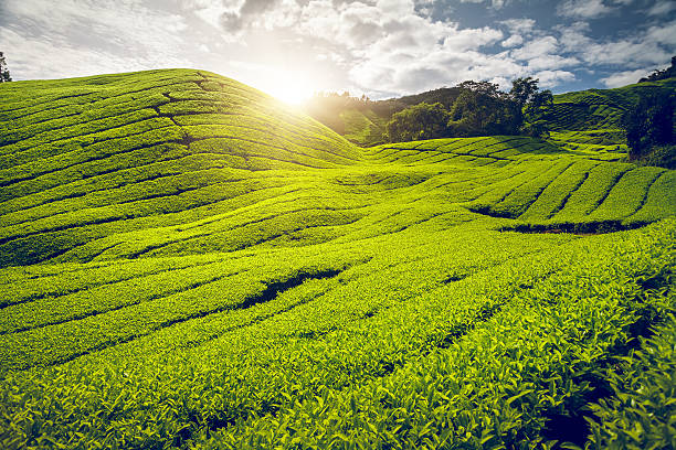 istock Tea plantation in Malaysia 492309952