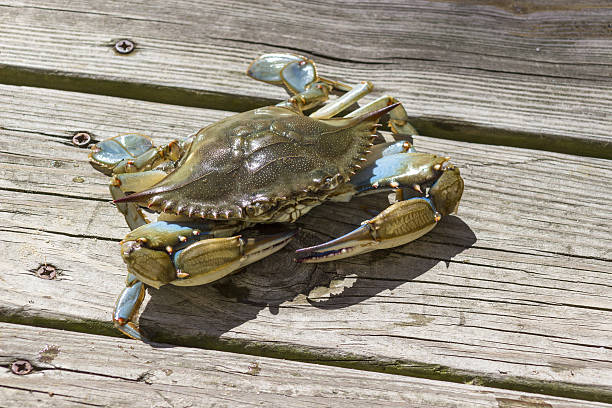 istock blue crab on a wooden pier 492310272
