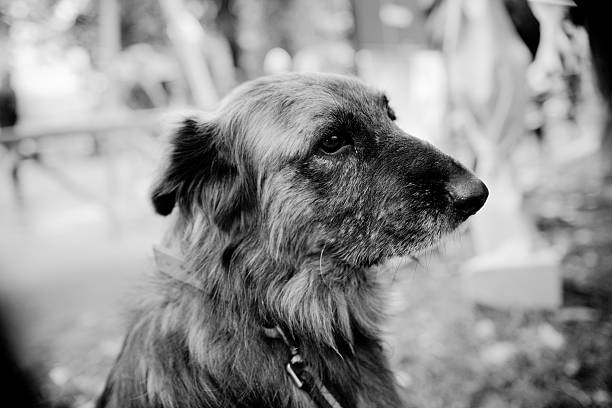 istock Shelter dog portrait 492310564