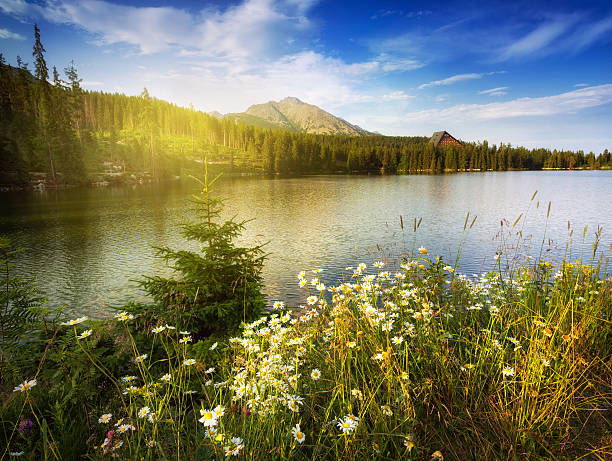 natureza paisagem com montanhas e lago camomiles - m chamomilla imagens e fotografias de stock