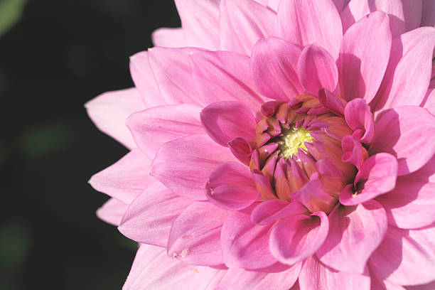 開花ダリア - flower arrangement wildflower bouquet dahlia ストックフォトと画像