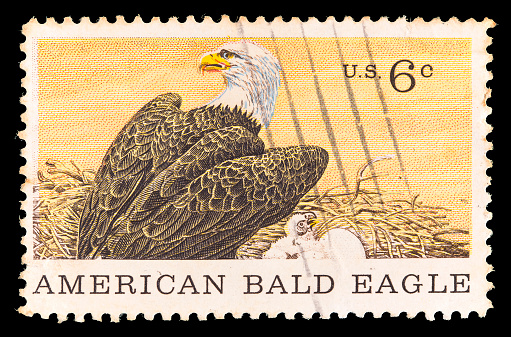 A postage stamp printed in United States shows an American Bald Eagle, national symbol of USA, in the nest with a chick. Commemorative Stamp for the Centenary of American Natural History Museum