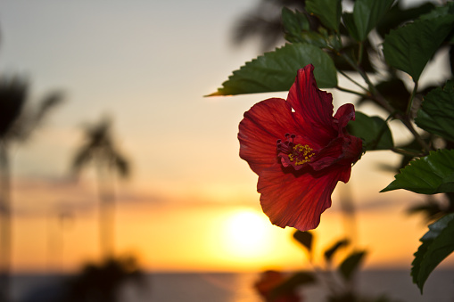Hibiscus flower backlit by the sunset on Maui