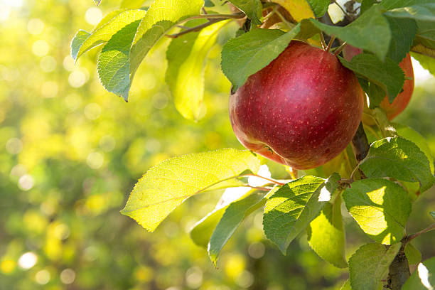 rote äpfel an einem baum - monoculture summer plants nature stock-fotos und bilder