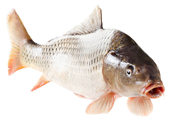 Common carp fish isolated on white background Common carp fish with open mouth isolated on white background cypriniformes photos stock pictures, royalty-free photos & images