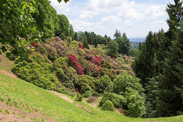 istock Flowers in the park 492314230