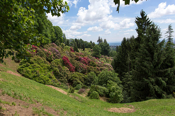 istock Flowers in the park 492314322