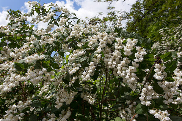 istock Flowers in the park 492314374