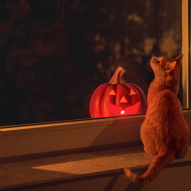 Kitty sitting on the window sill looking out and Halloween pumpkin glowing from outside