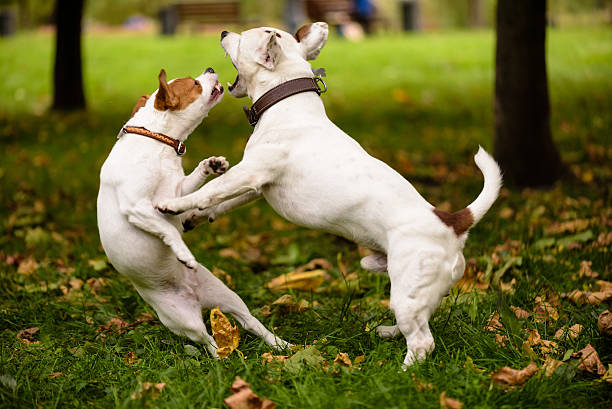 love baile de dos perros. - jugar a luchar fotografías e imágenes de stock