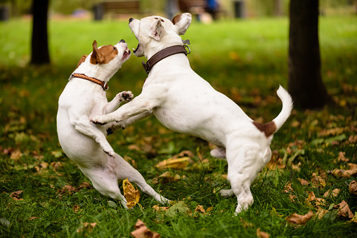 Pair of Jack Russell Terrier playing love games.