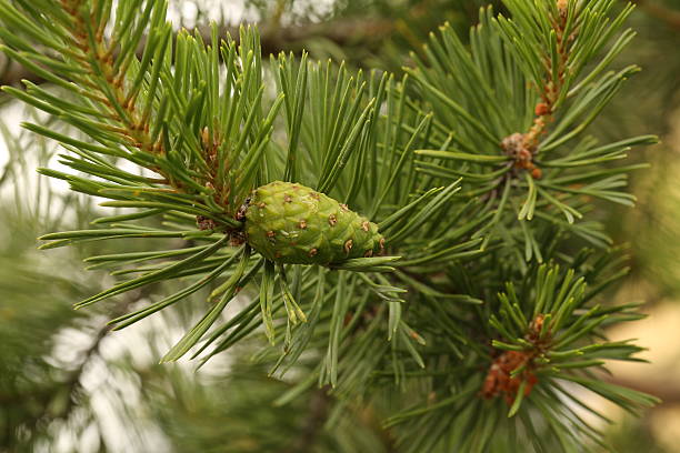 istock branch of spruce with a bump outside 492317822