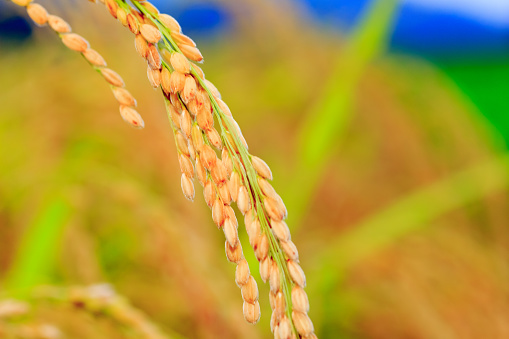 The field of golden rice in Japan