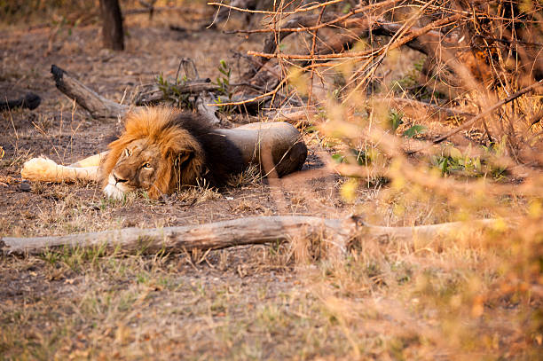 istock Male lion resting 492318024