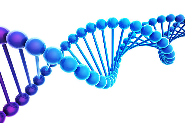 Blue DNA Helix on white background stock photo