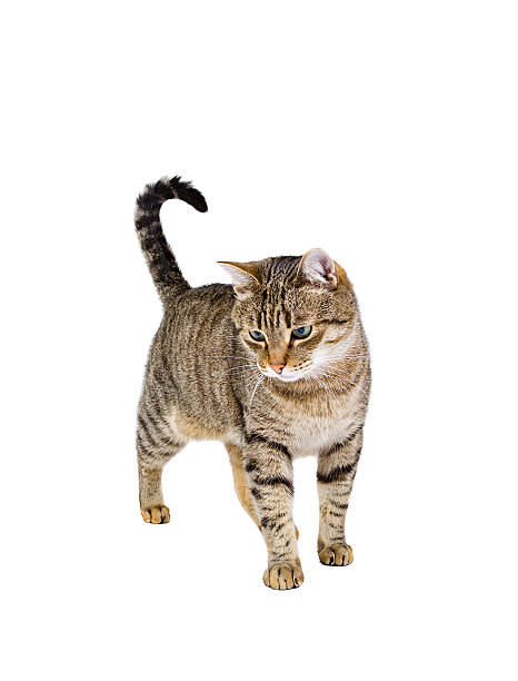 istock Cat standing on white background and spotrit up. 492318344