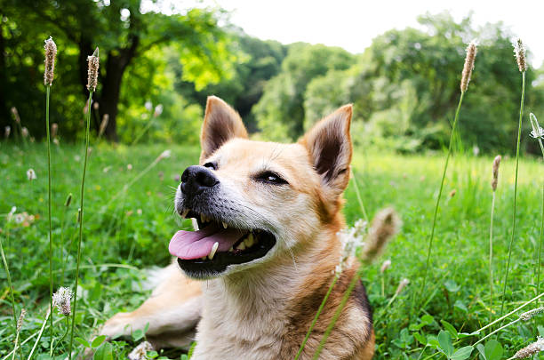 istock Little dog on the grass 492318844