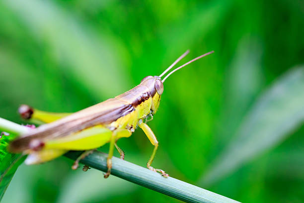 istock Grasshopper couple Breeding on the Green Leaf 492320136