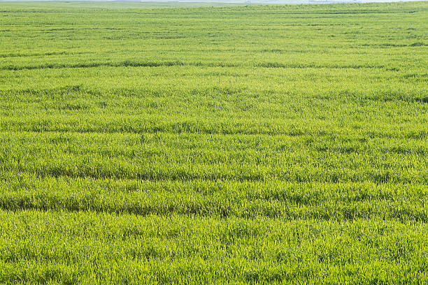 istock Green wheat is growing on a field 492320722