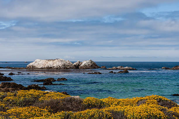 鳥ロックで 17 km のドライブ - big sur cypress tree california beach ストックフォトと画像