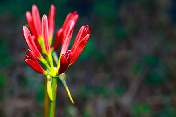 フラワーバドのヒガンバナ、lycoris radiata - mystery lily ストックフォトと画像