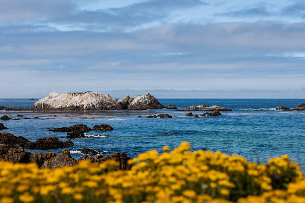 istock Bird Rock at 17 Mile Drive 492320952