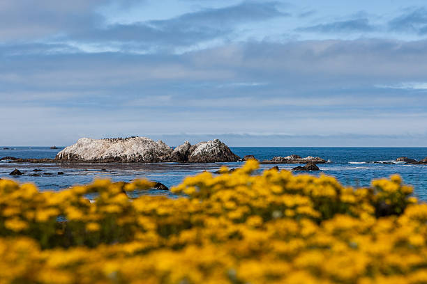 istock Bird Rock at 17 Mile Drive 492321164
