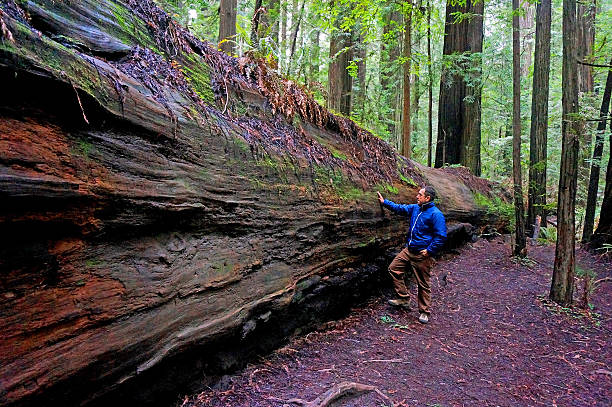 istock Man touching and feeling sorry for the fallen giant tree 492321432