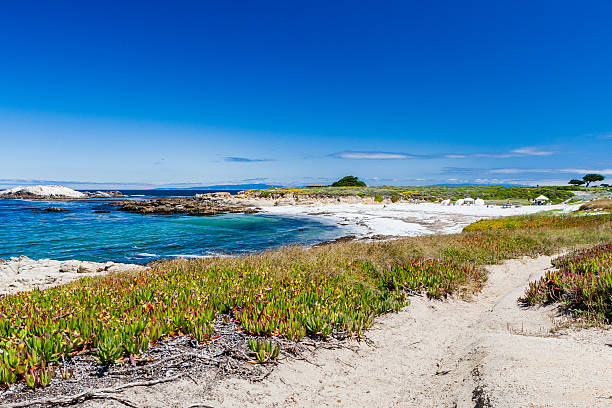 ビーチの近くに cypress point - big sur cypress tree california beach ストックフォトと画像