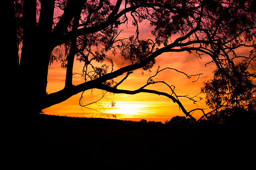 Australia Eucalyptus Tree Sunset Sunrise Silhouette. Canon 5DMkii Lens EF100mm f/2.8L Macro IS USM ISO 50
