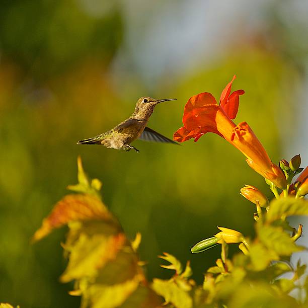 Hummingbird and Trumpet Flower stock photo