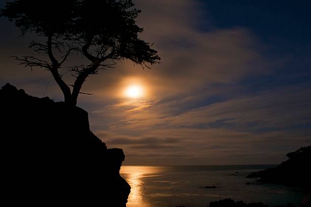Moon Over Lone Cypress stock photo
