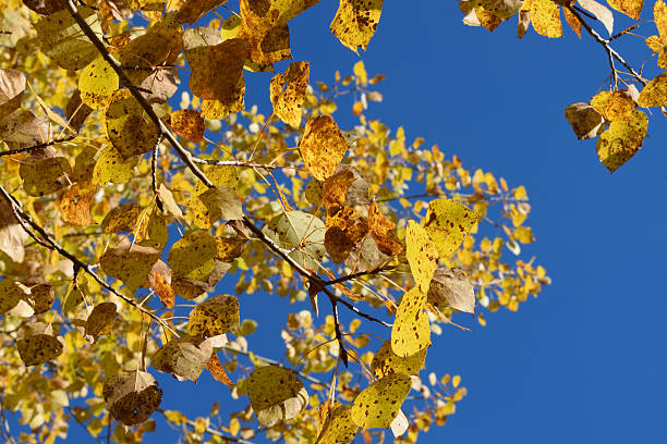 istock Golden Aspen (Populus tremuloides) Leaves and Blue Sky 492323060