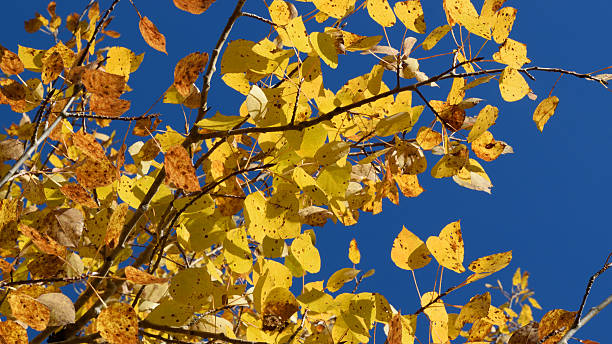 istock Golden Aspen (Populus tremuloides) on Sunny Fall Day 492323070