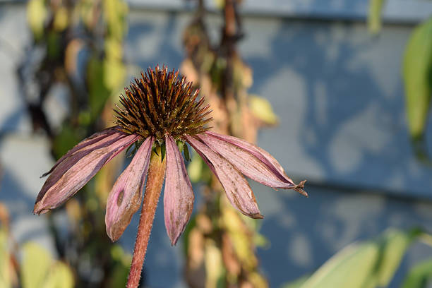 Wilted echinacea flower after frost in fall.