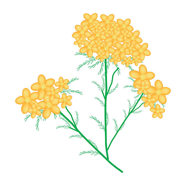 Yellow Yarrow or Achillea Millefolium Flowers vector art illustration