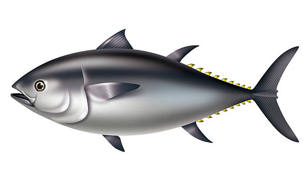 Illustration Of Pacific Bluefin Tuna Stock Illustration - Download Image  Now - Tuna - Seafood, Cartoon, Illustration - iStock