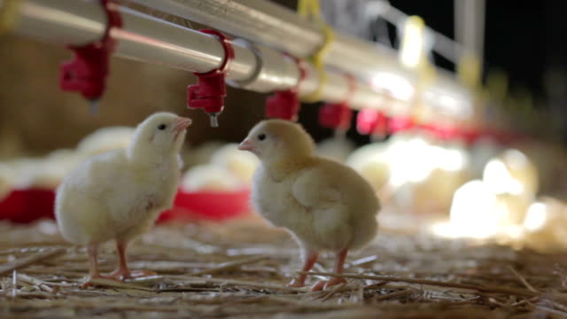 Little yellow chickens at the farm drinking water