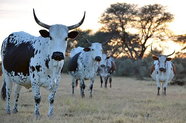 One white and black Nguni is in the foreground with three in the background, as well as South African kameeldoring trees