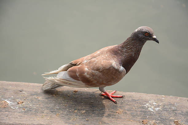 istock pigeons stand on wood floor ,Thailand 492333977