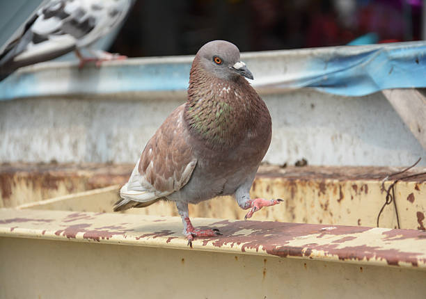 istock pigeons walk on wall ,Thailand 492333979