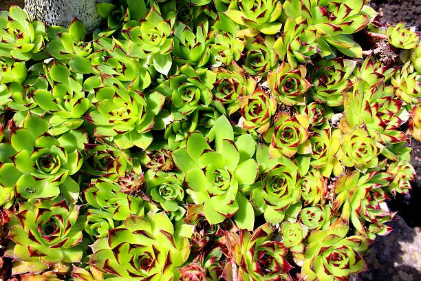 Photo showing a large clump of green and purple houseleek plants (sempervivum) growing in rock garden / rockery, pictured in the sunshine during the early spring.