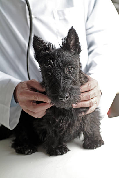 istock Cute little puppy 492335235
